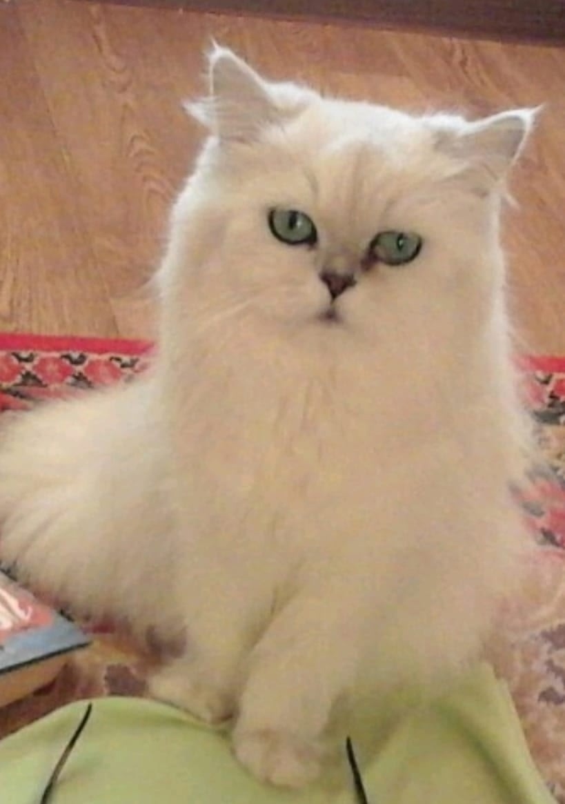 Найдена кошка в Волгограде — фото объявления