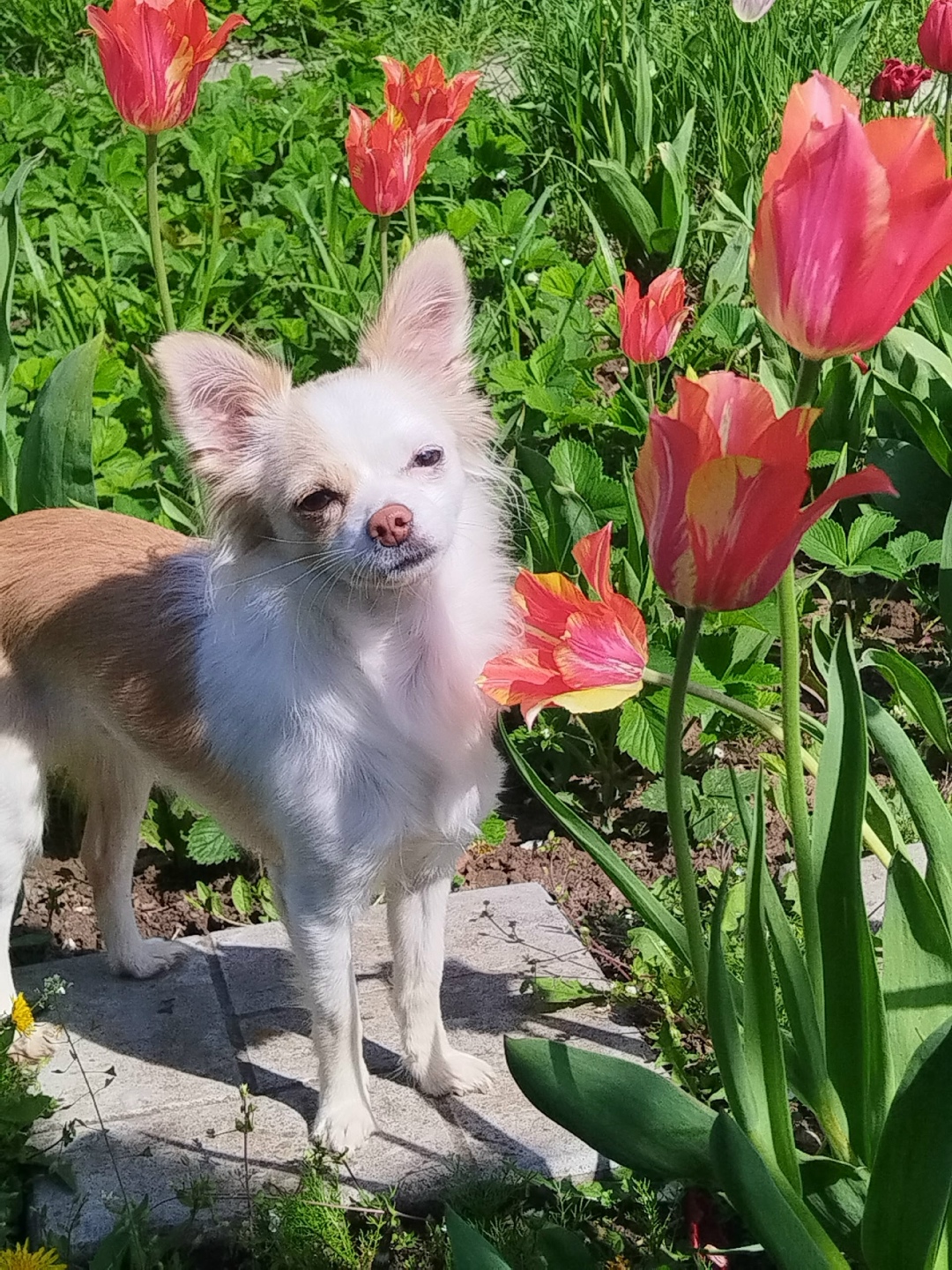 Пропала собака в Волгограде — фото объявления