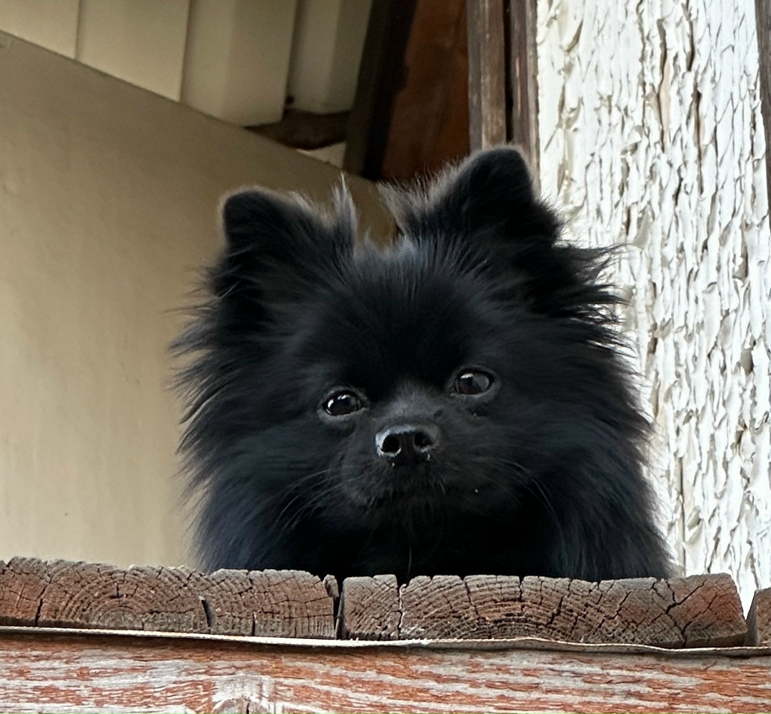 Пропала собака в Волгограде — фото объявления