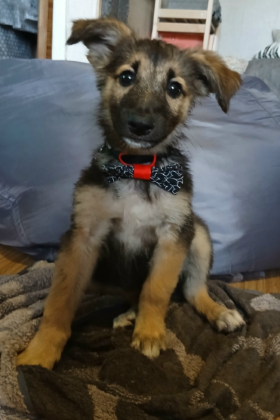 Найдена собака в Волгограде — фото объявления