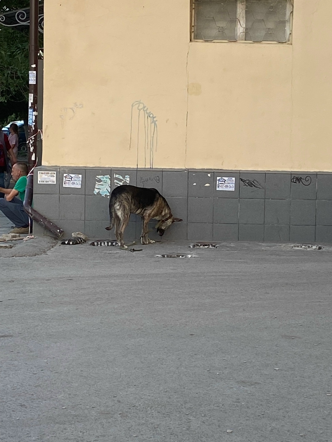 Пропала собака в Волгограде — фото объявления