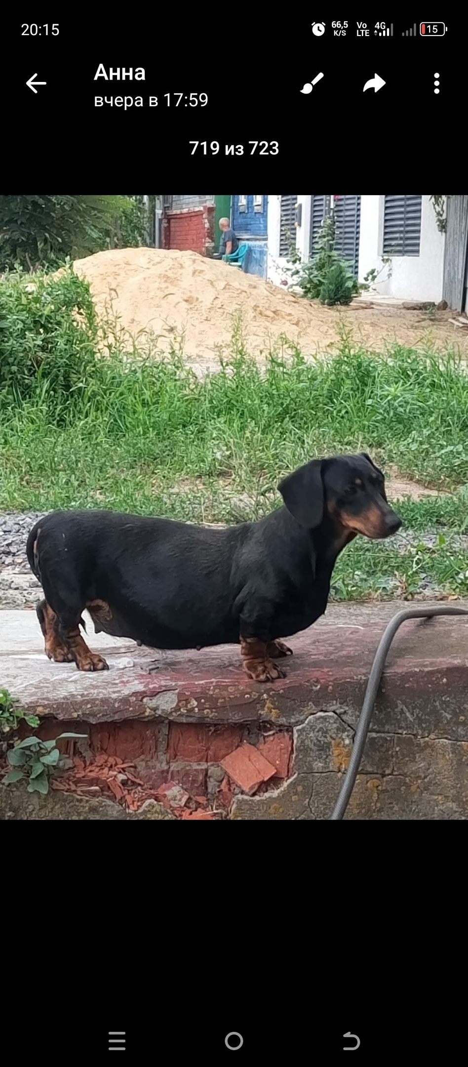 Найдена собака в Волгограде — фото объявления