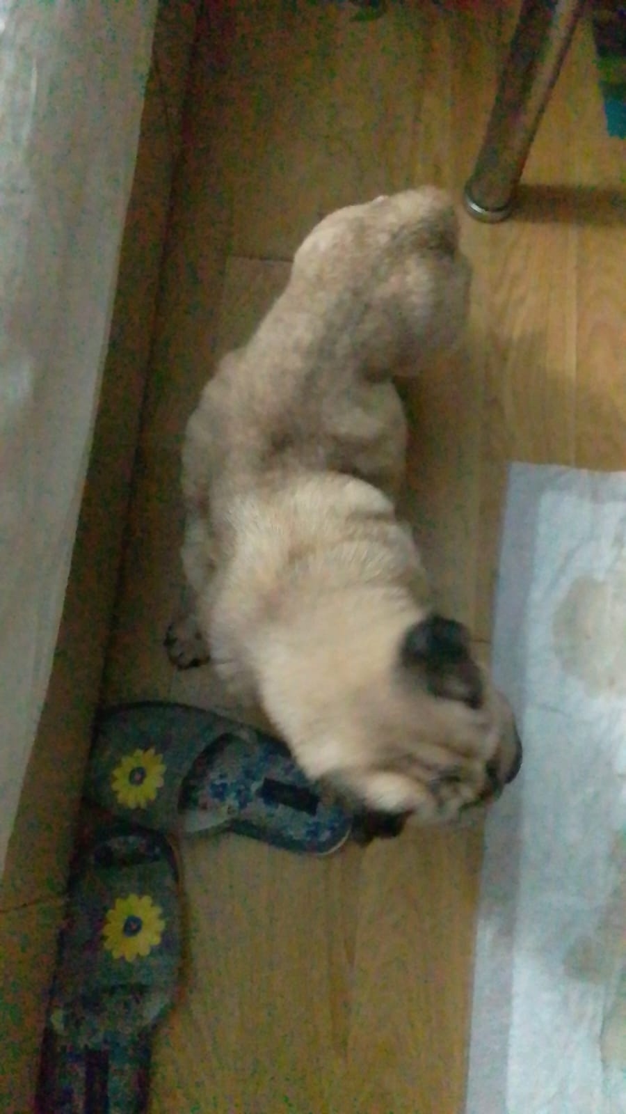 Найдена собака в Волгограде — фото объявления