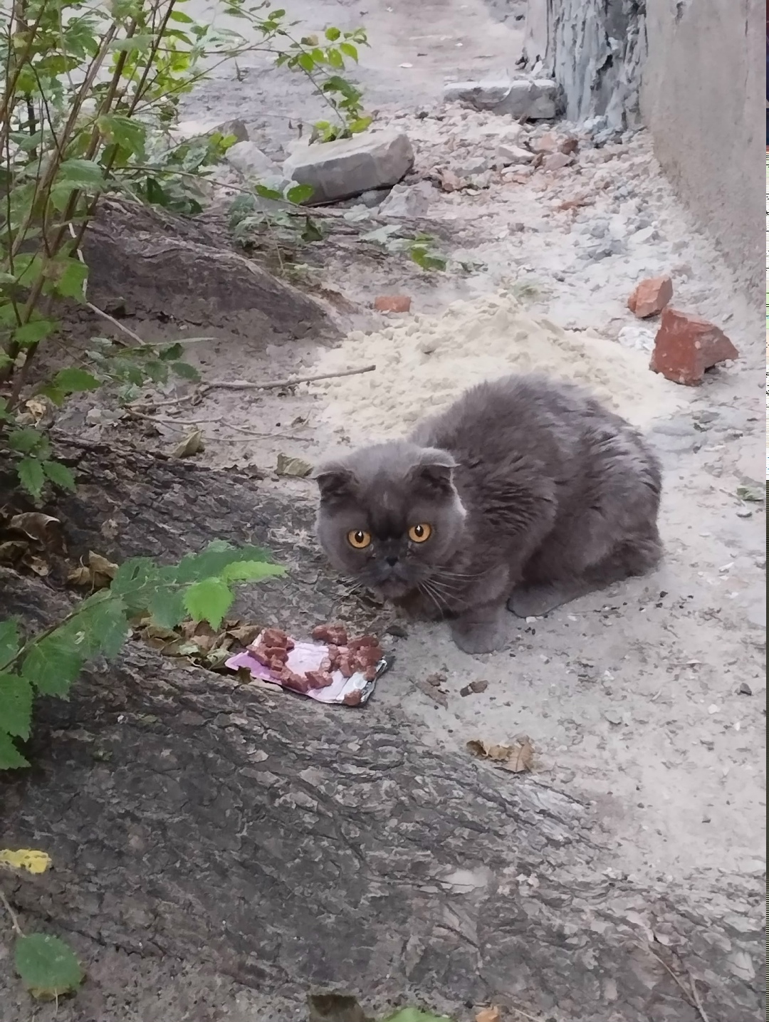 Найдена кошка в Волгограде — фото объявления
