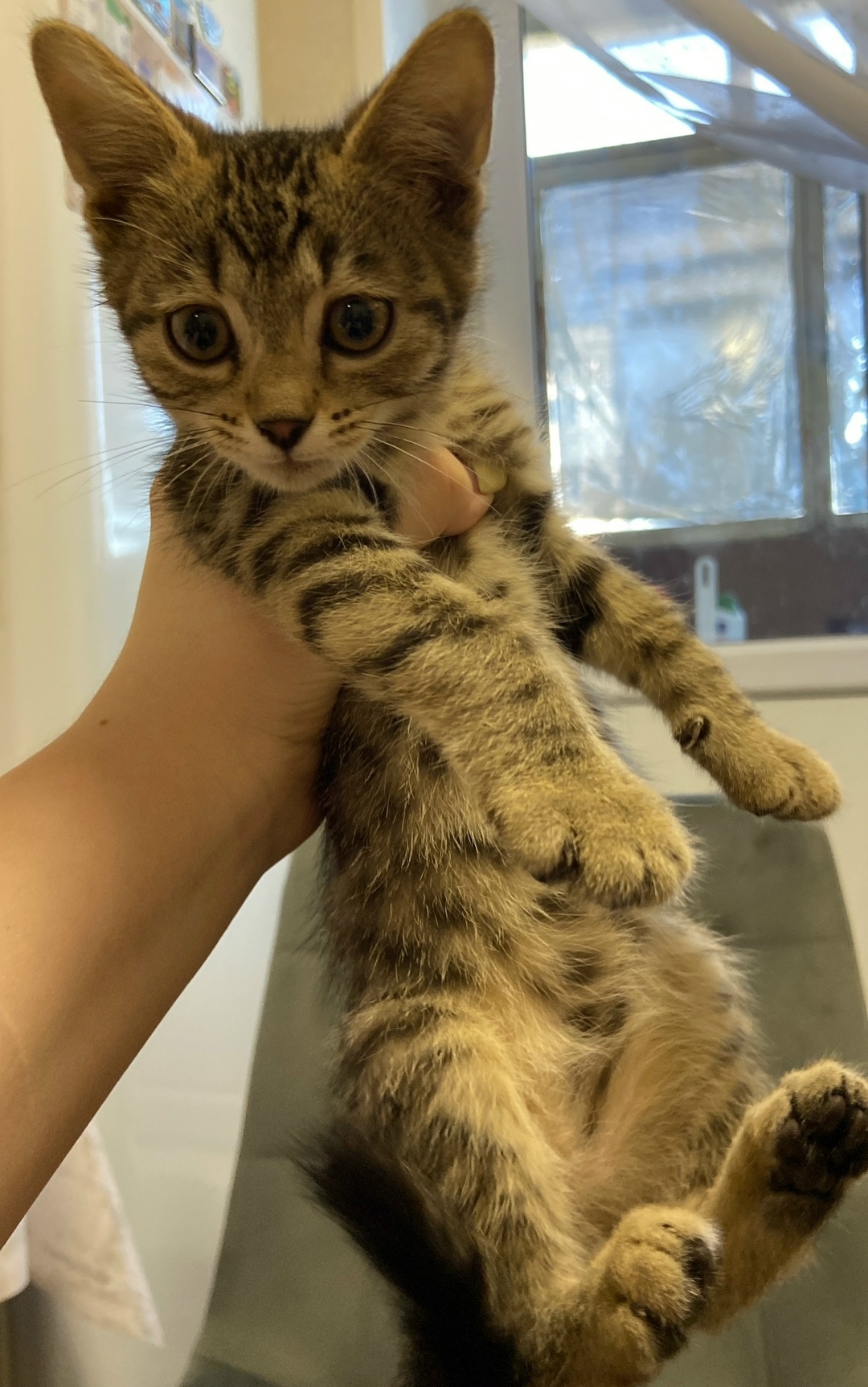 Найдена кошка в Волгограде — фото объявления