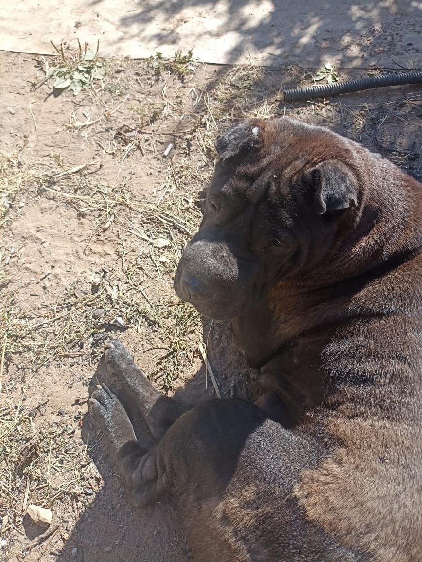 Пропала собака в Волгограде — фото объявления