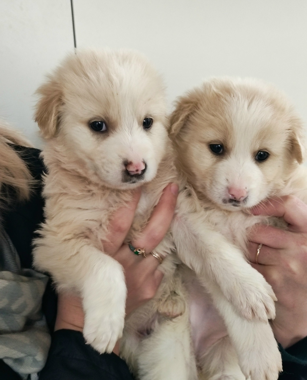 Найдена собака в Балашихе — фото объявления