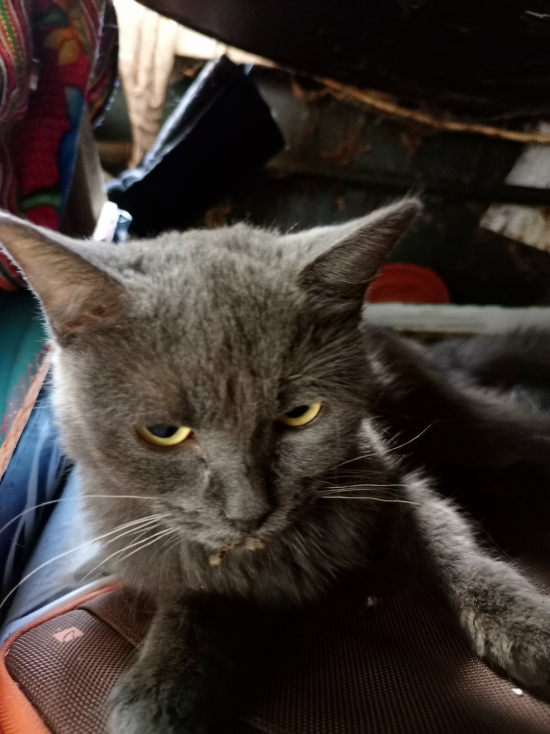 Найдена собака в Балашихе — фото объявления