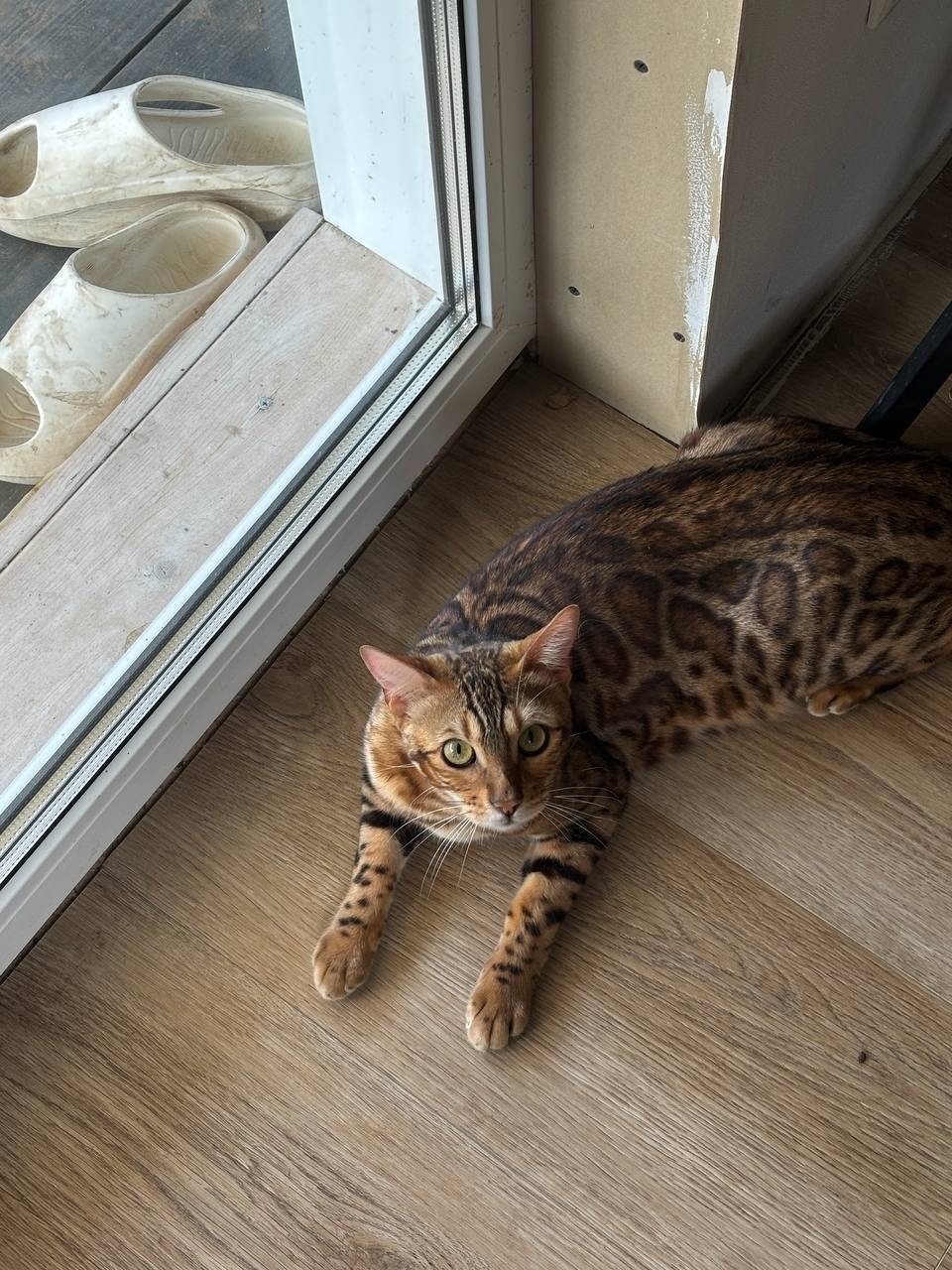 Пропала кошка в Балашихе — фото объявления