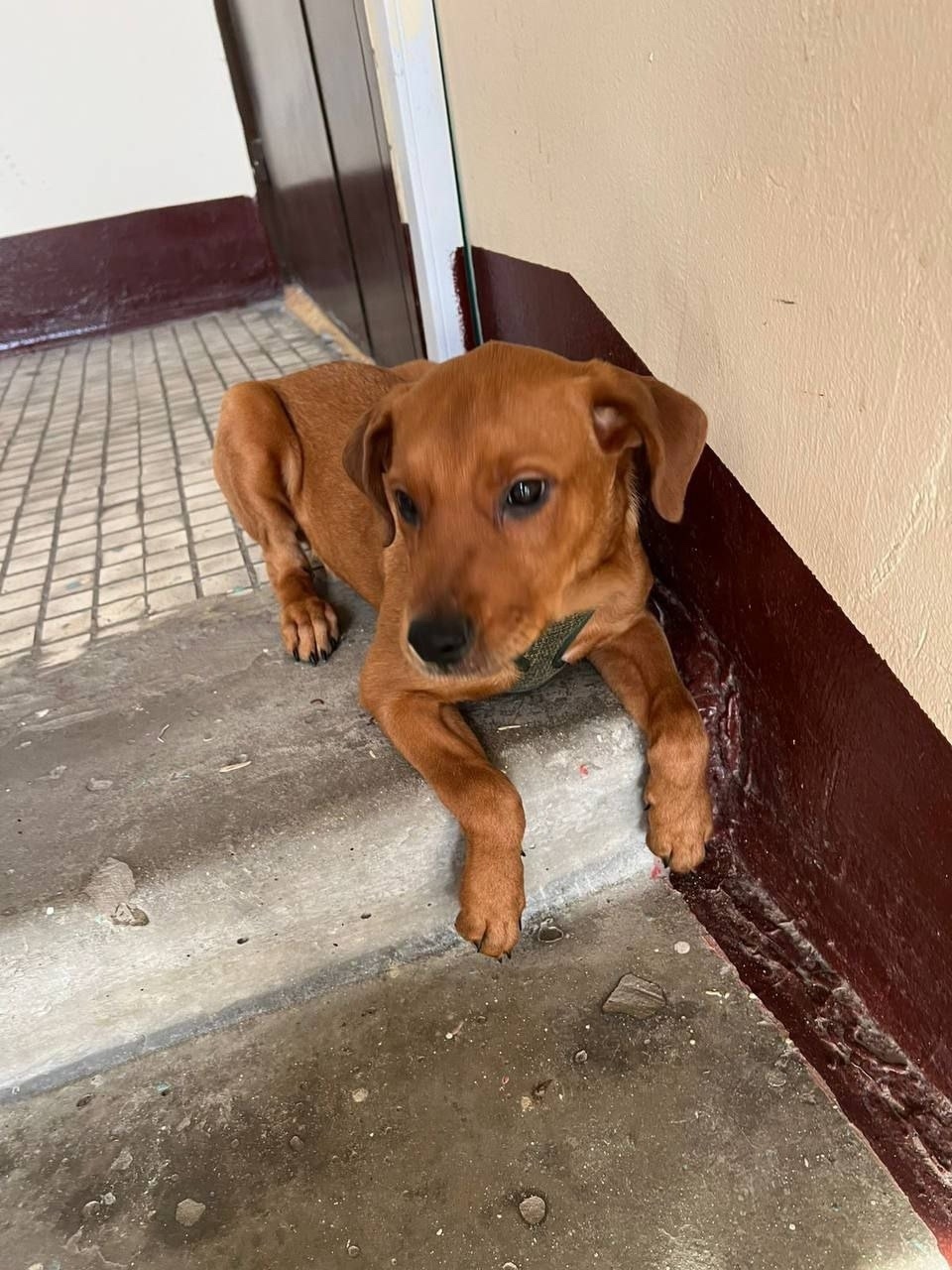 Найдена собака в Балашихе — фото объявления