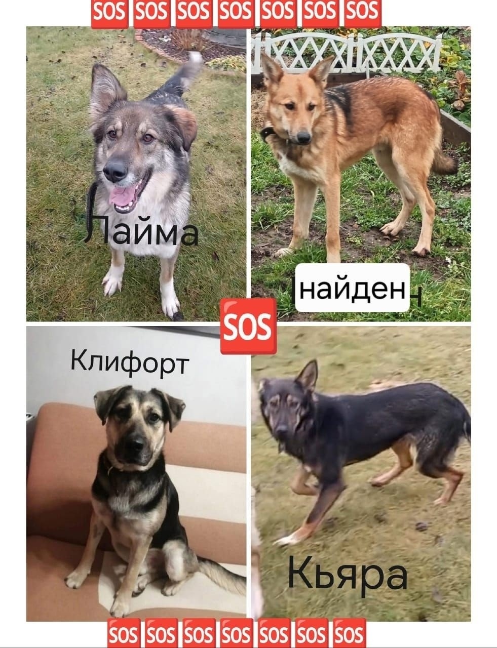 Пропала собака в Балашихе — фото объявления