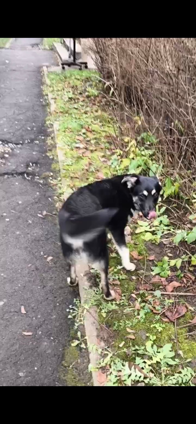 Найдена собака в Балашихе — фото объявления