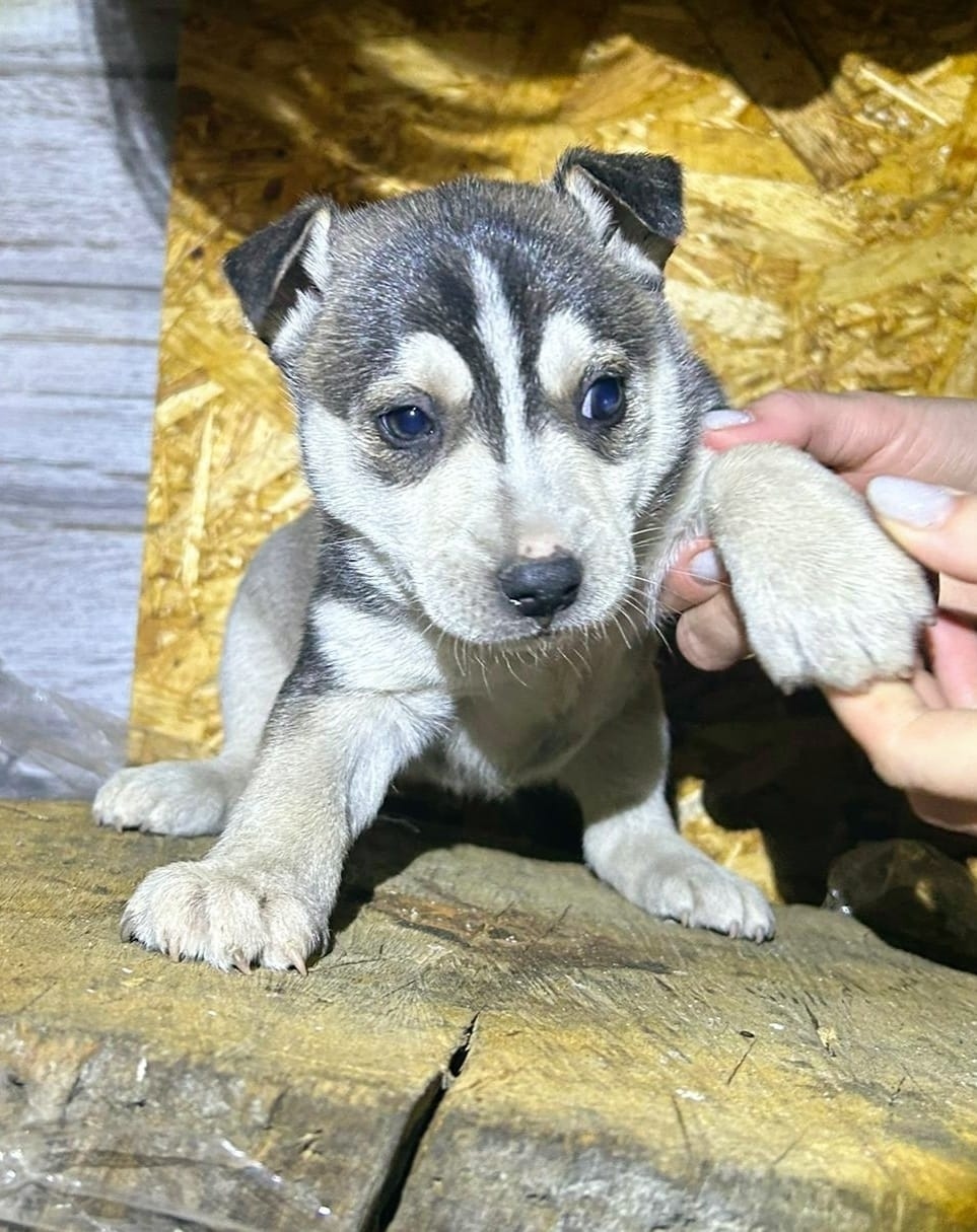 Найдена собака в Балашихе — фото объявления