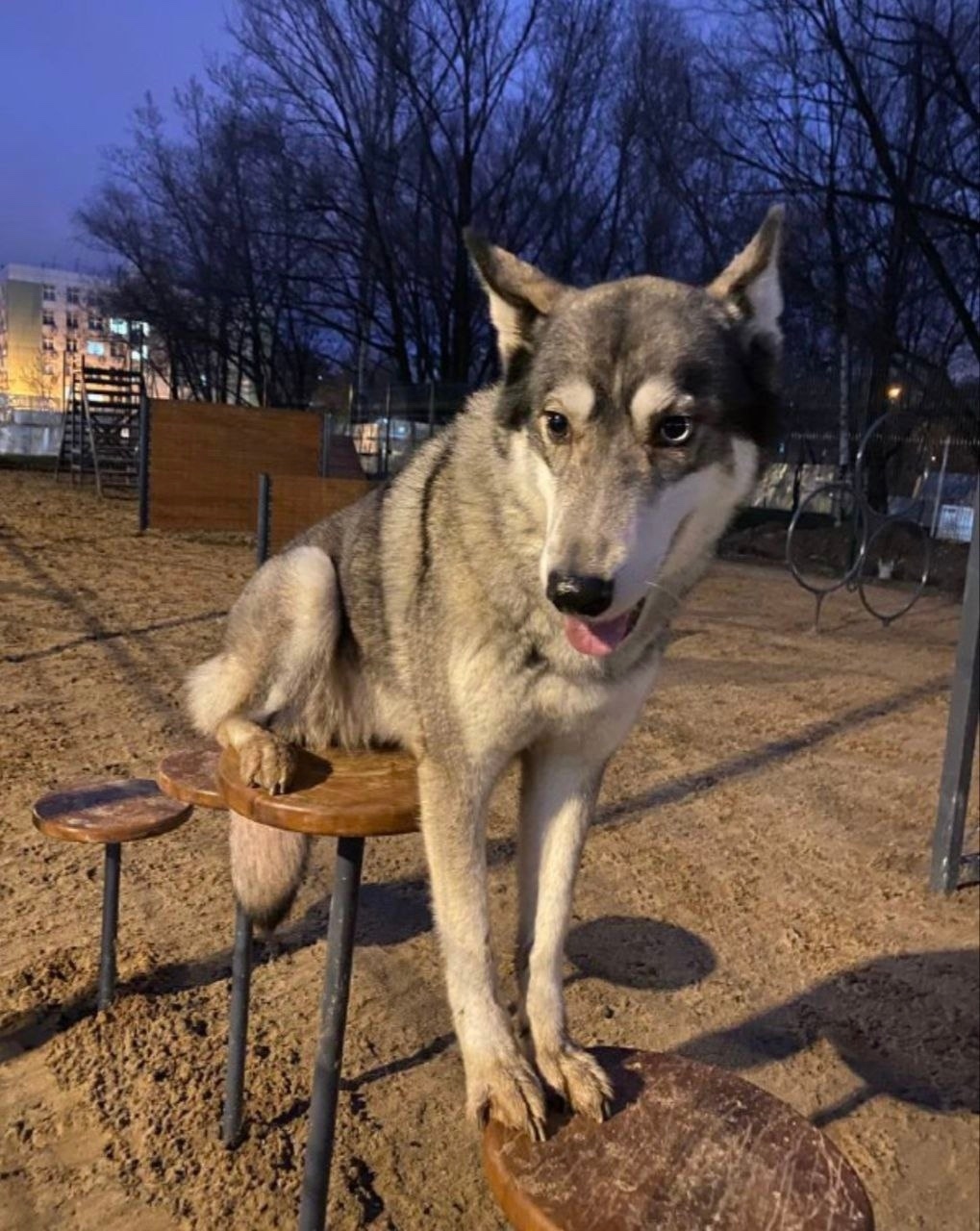 Пропала собака в Балашихе — фото объявления