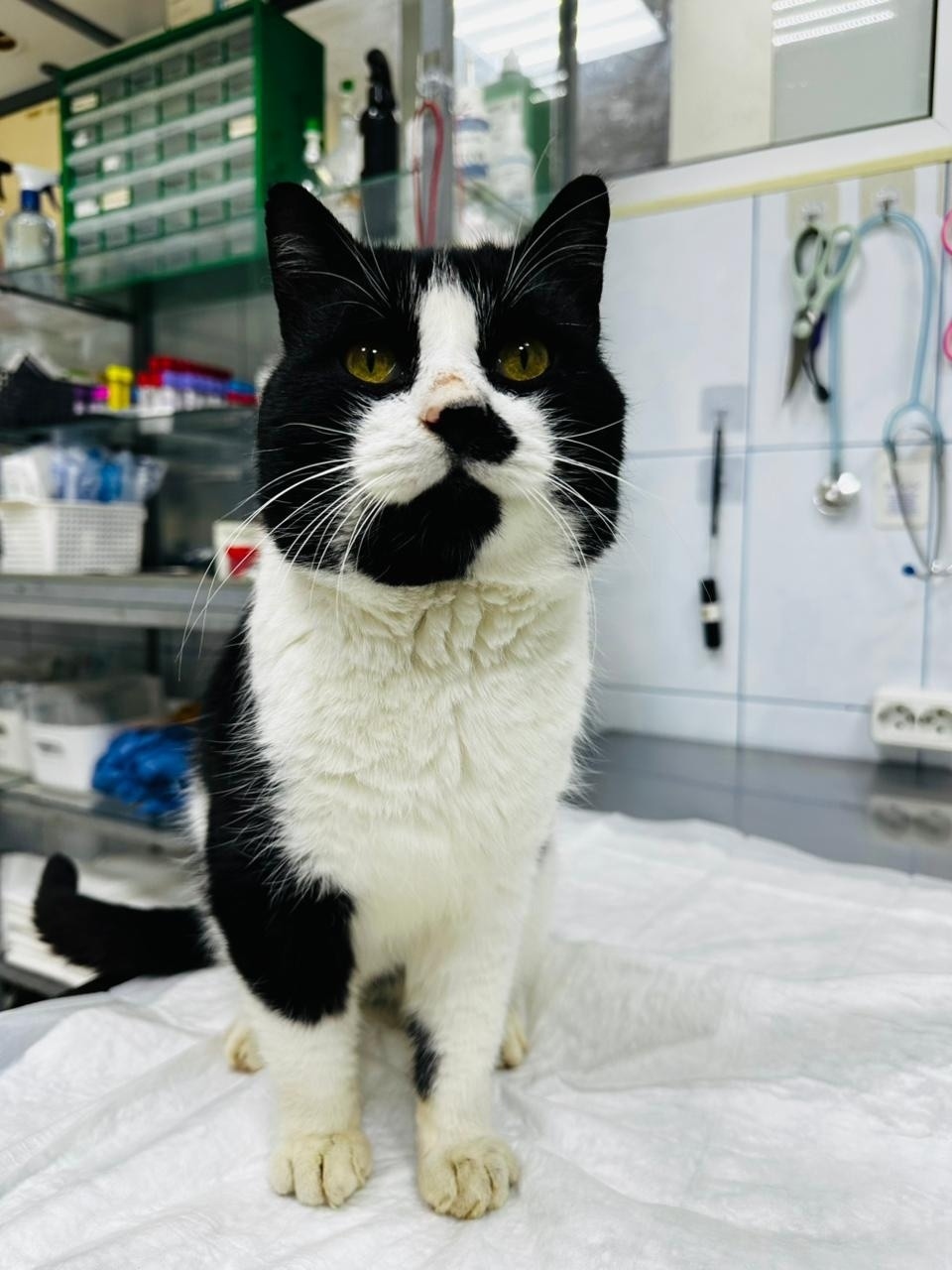 Найдена кошка в Балашихе — фото объявления