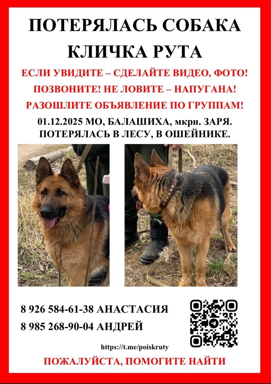 Пропала собака в Балашихе — фото объявления