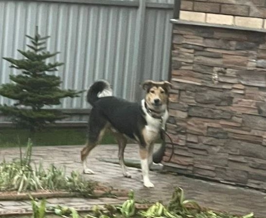 Найдена собака в Балашихе — фото объявления