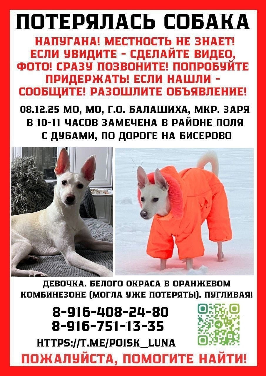 Пропала собака в Балашихе — фото объявления