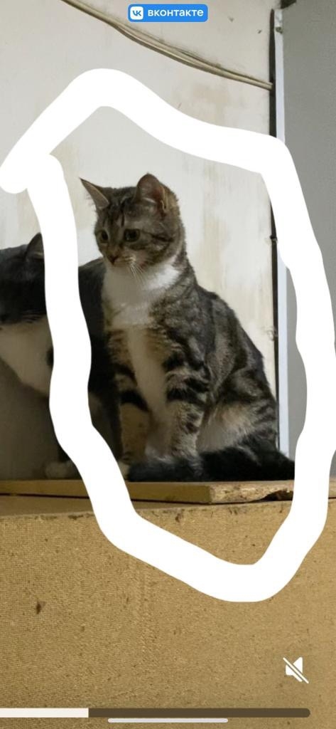 Пропала кошка в Балашихе — фото объявления