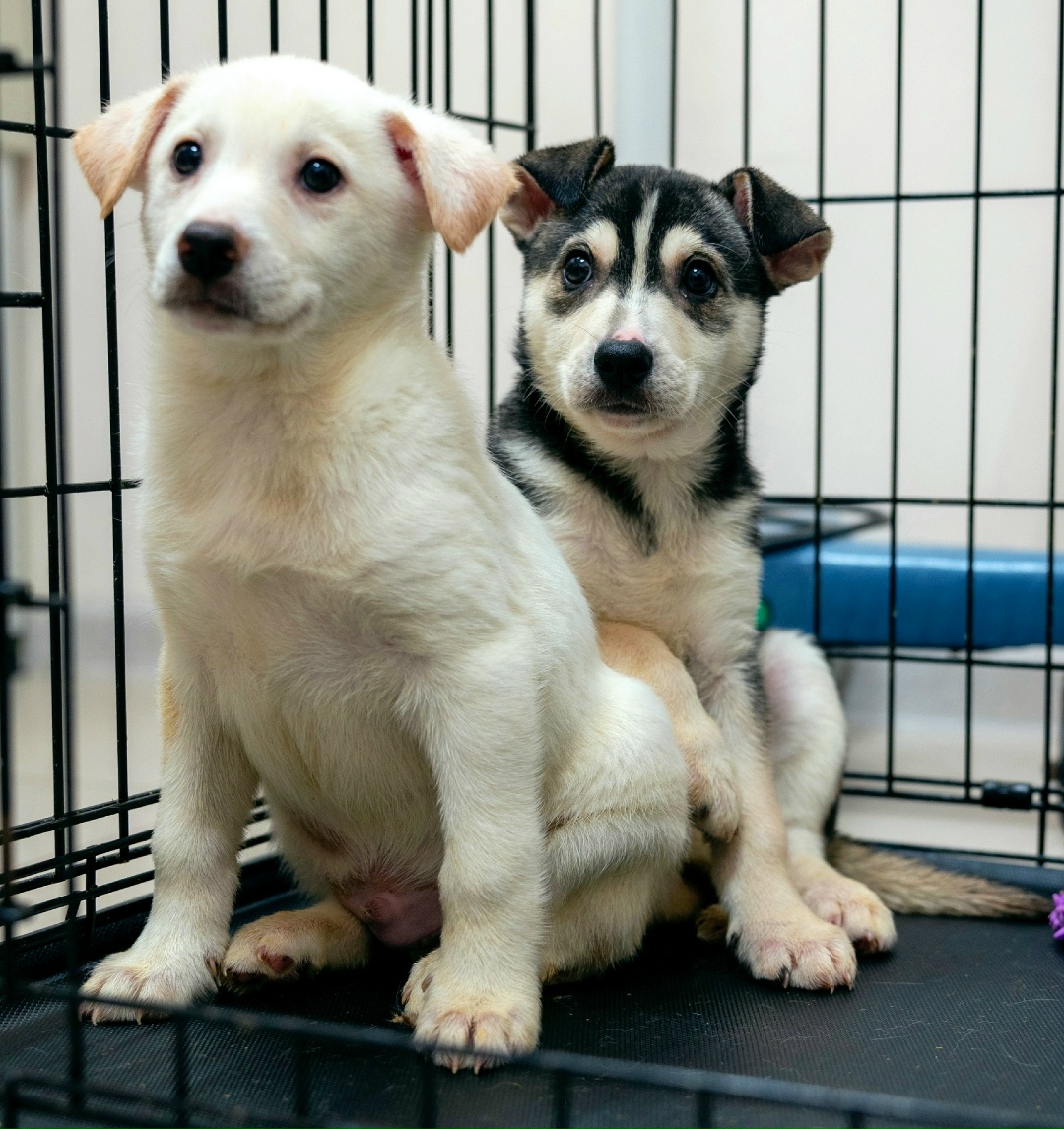 Найдена собака в Балашихе — фото объявления