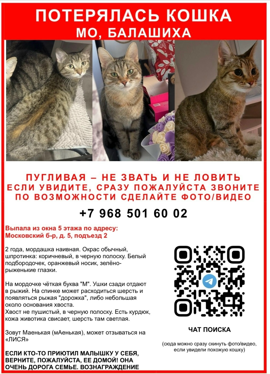 Пропала кошка в Балашихе — фото объявления