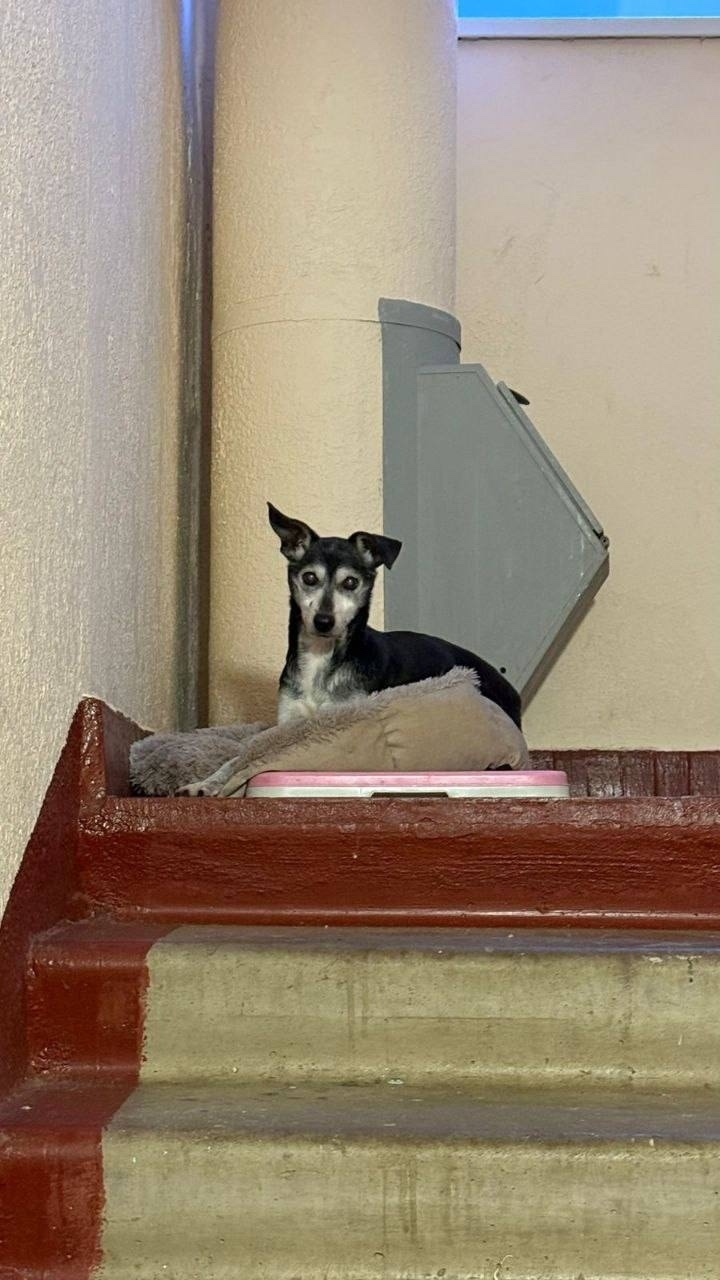 Пропала собака в Балашихе — фото объявления