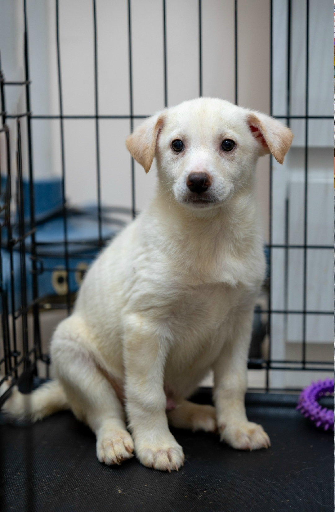 Найдена собака в Балашихе — фото объявления