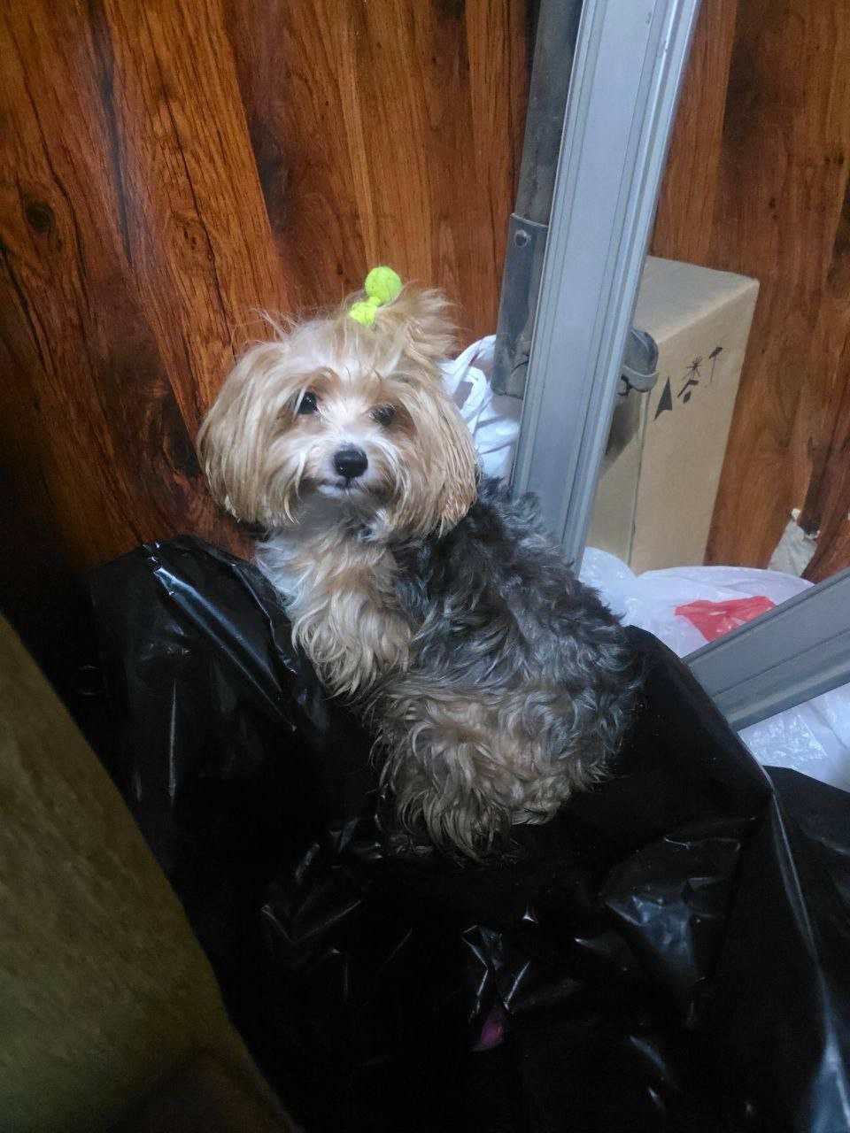 Найдена собака в Балашихе — фото объявления