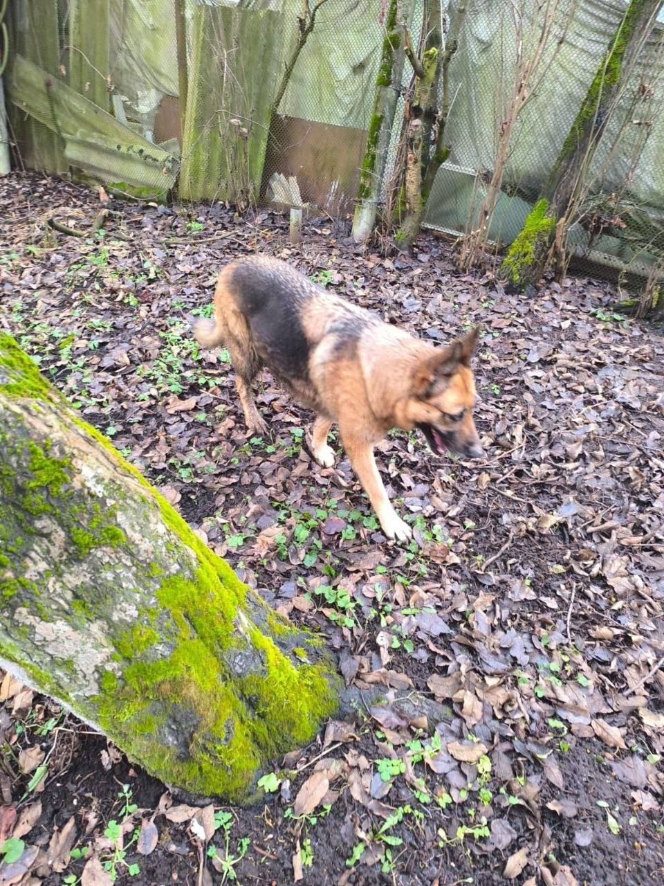 Найдена собака в Балашихе — фото объявления