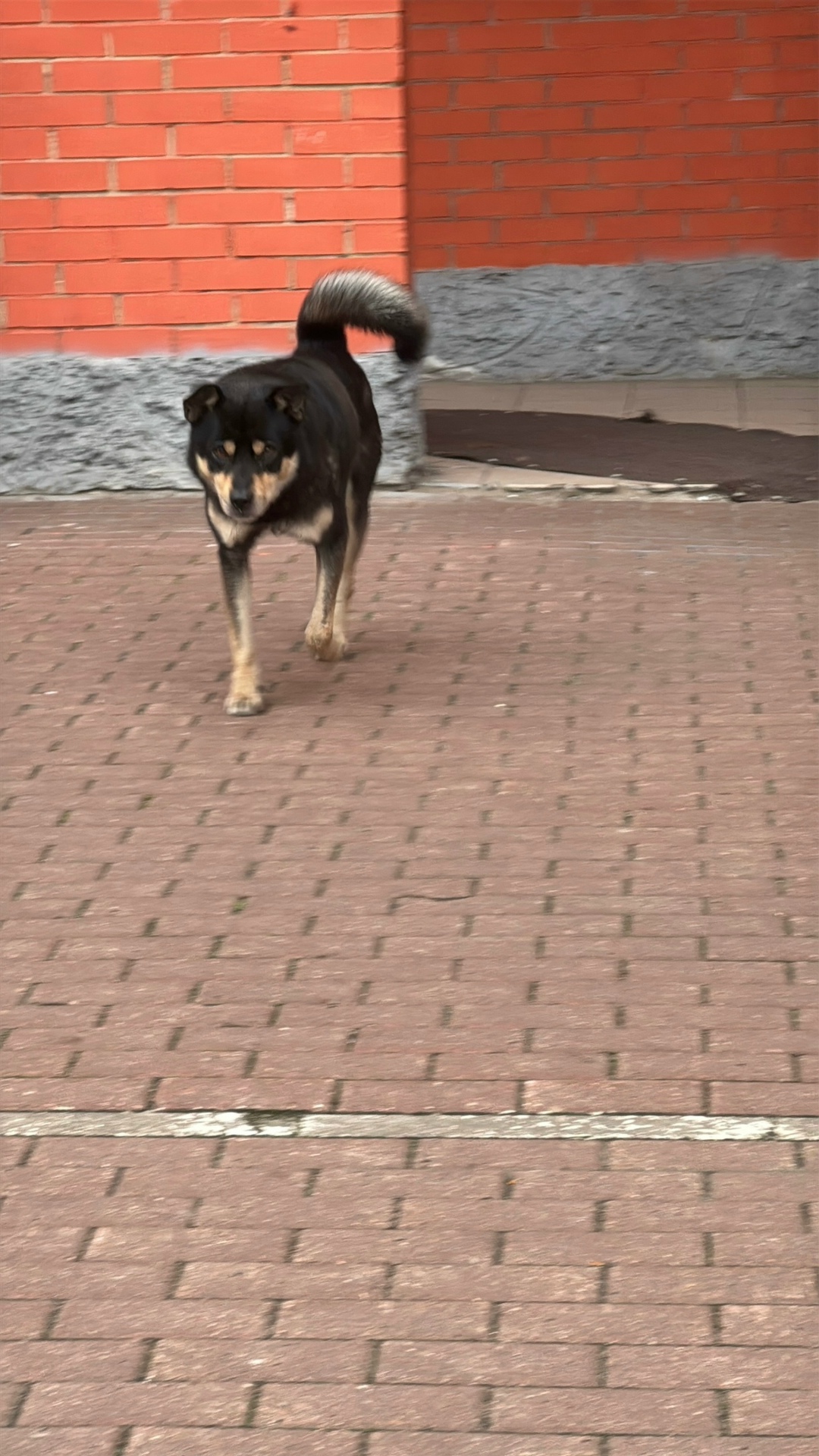 Найдена собака в Балашихе — фото объявления