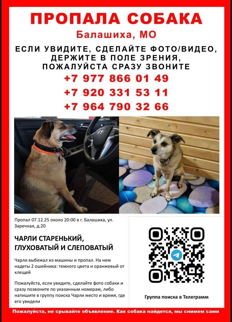 Пропала собака в Балашихе — фото объявления