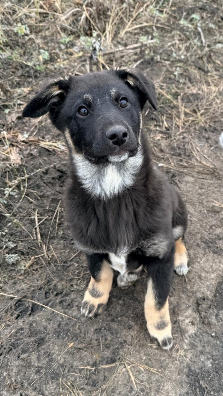 Найдена собака в Балашихе — фото объявления