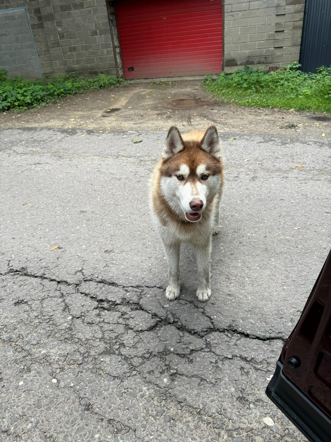 Найдена собака в Балашихе — фото объявления