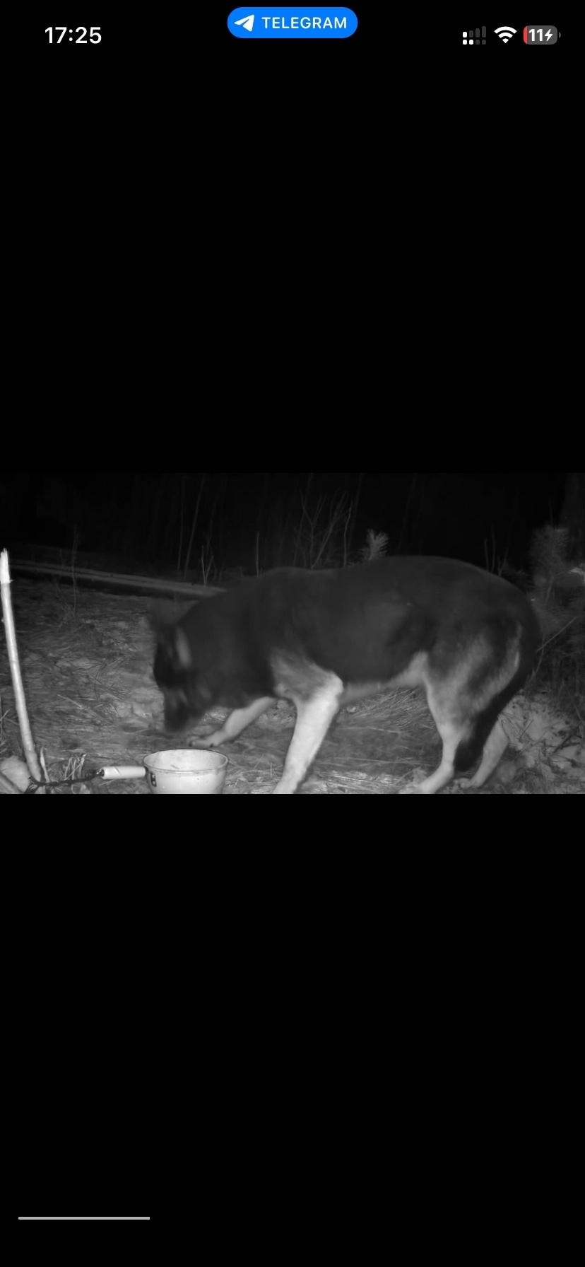 Пропала собака в Балашихе — фото объявления