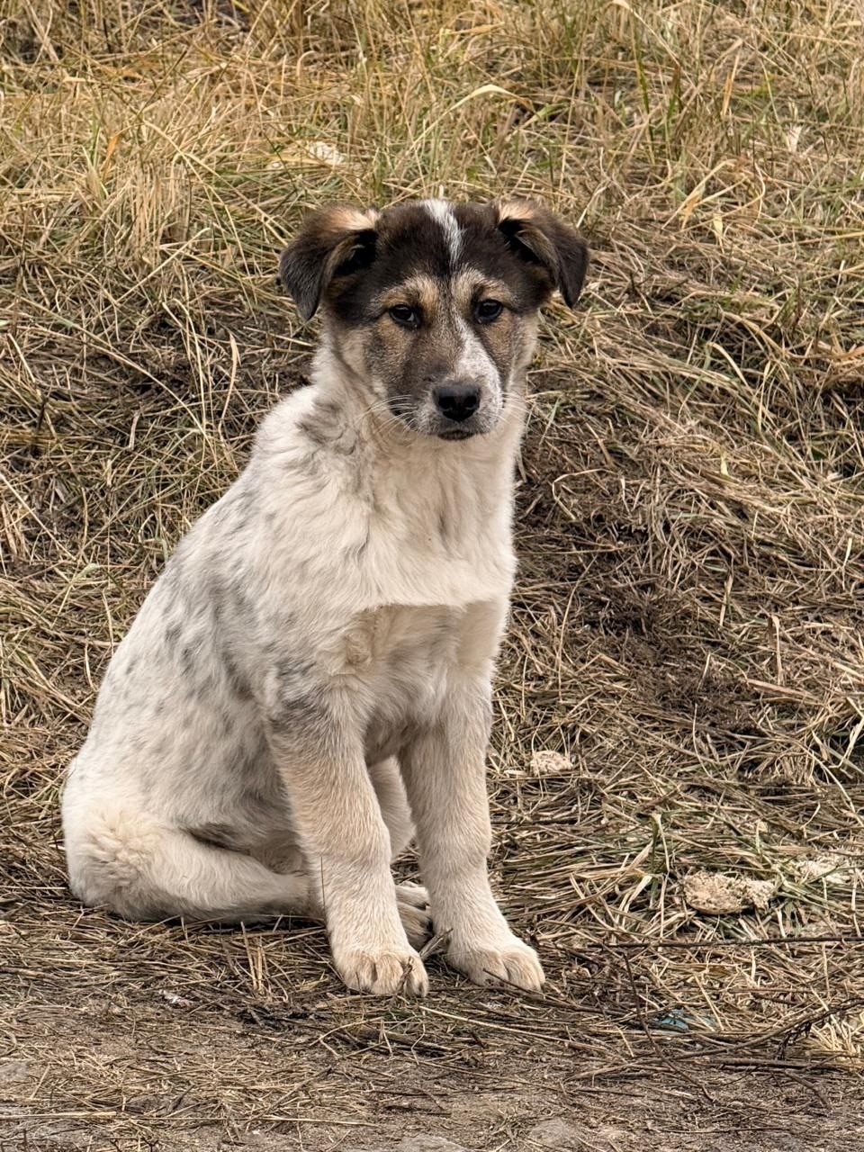 Найдена собака в Балашихе — фото объявления