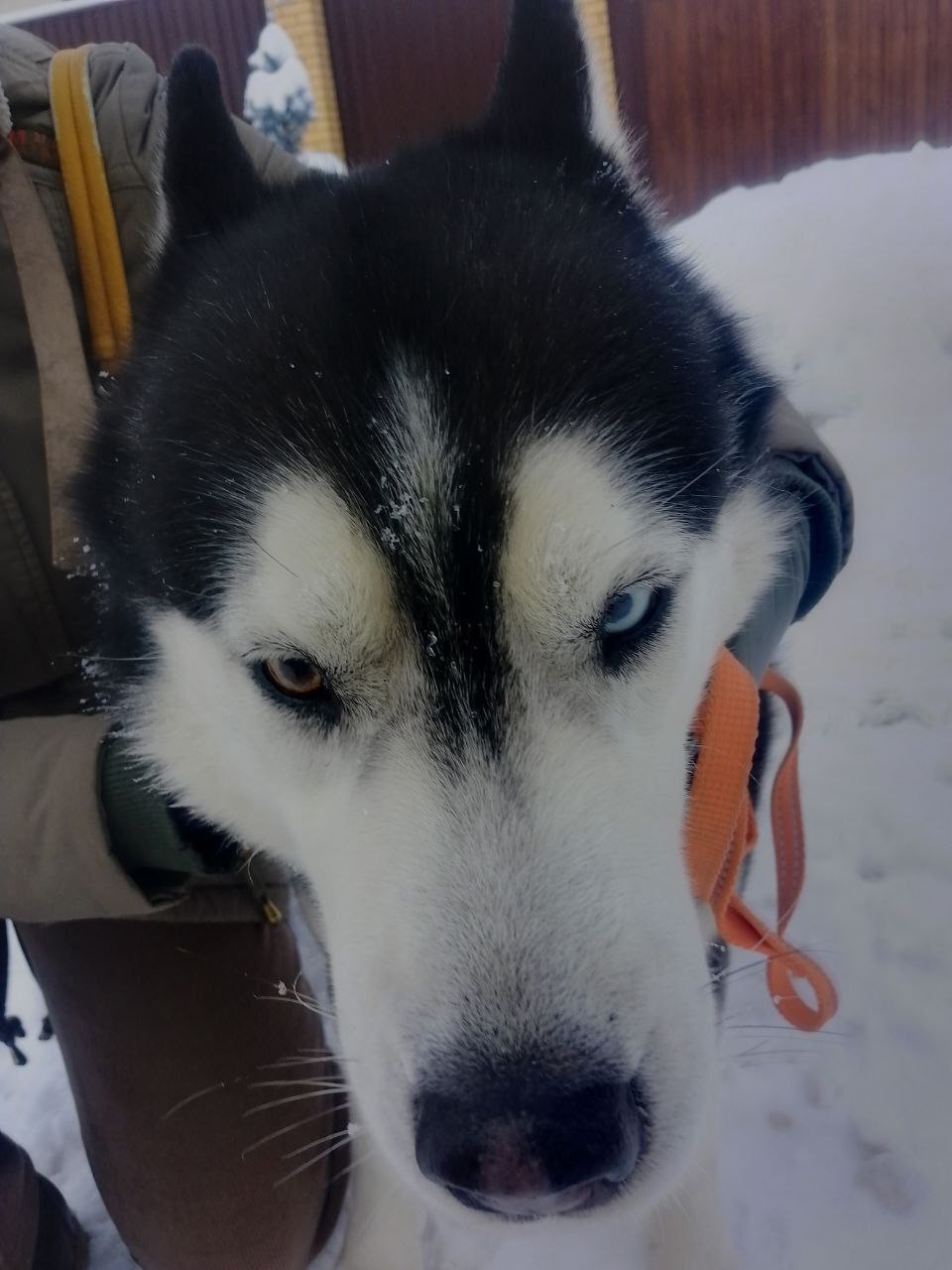 Найдена собака в Балашихе — фото объявления