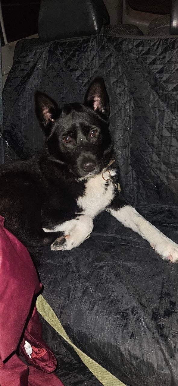 Найдена собака в Балашихе — фото объявления