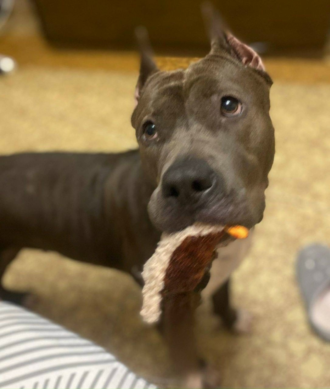 Найдена собака в Балашихе — фото объявления