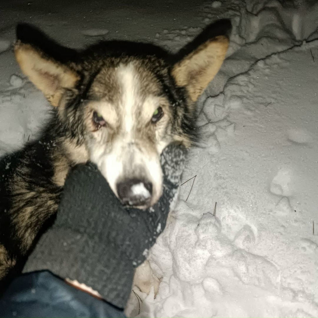 Найдена собака в Балашихе — фото объявления
