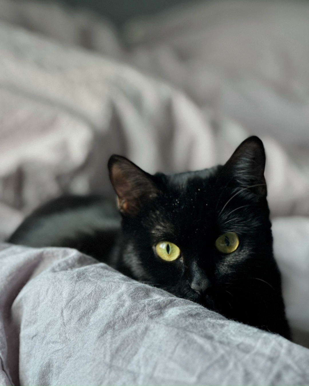 Пропала кошка в Балашихе — фото объявления