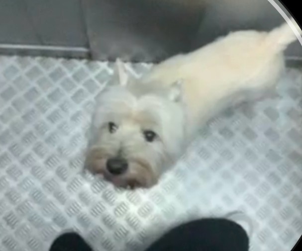 Пропала собака в Балашихе — фото объявления