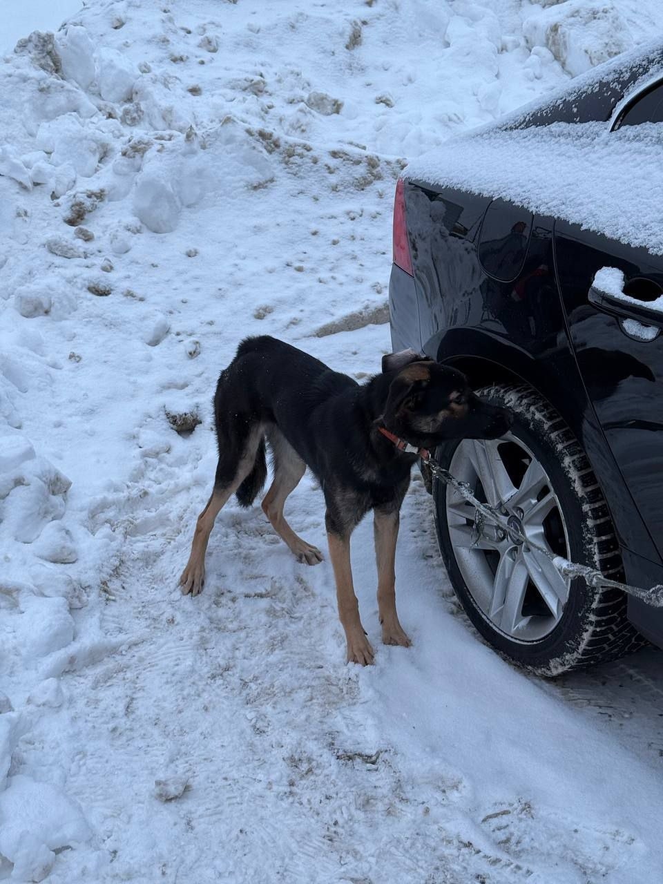 Найдена собака в Балашихе — фото объявления