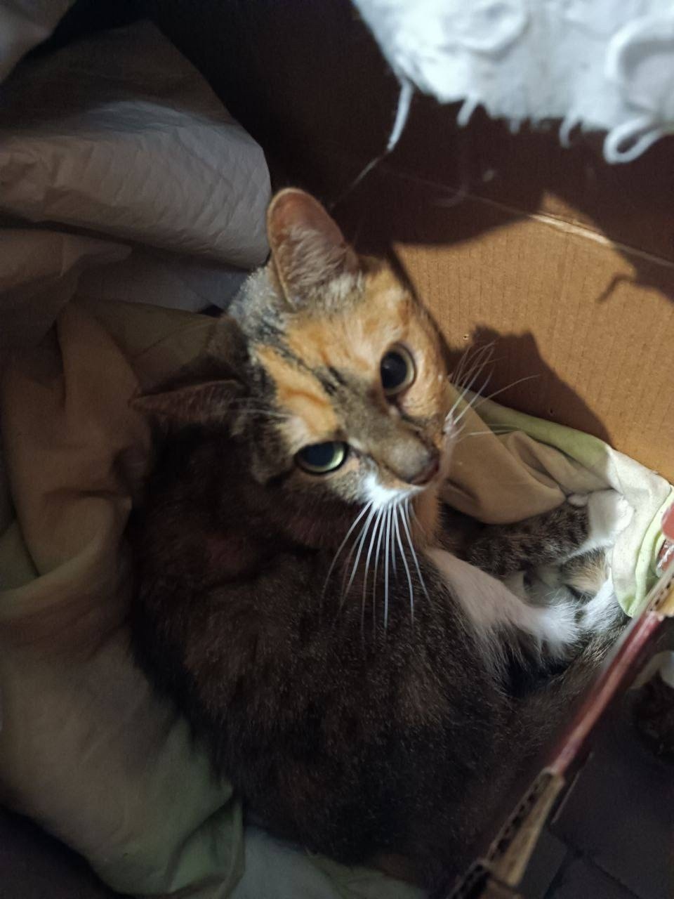 Найдена собака в Балашихе — фото объявления