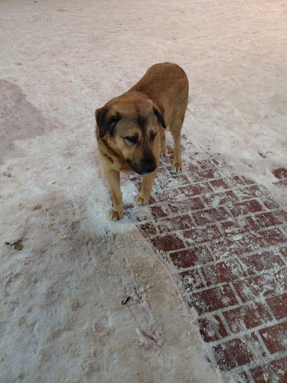 Пропала собака в Балашихе — фото объявления