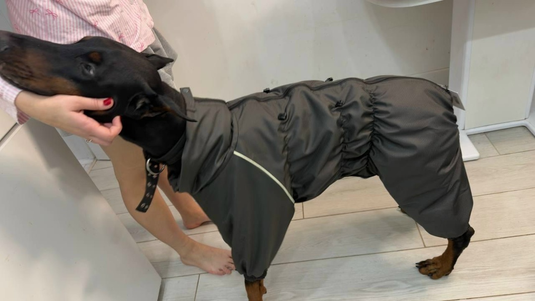 Пропала собака в Балашихе — фото объявления