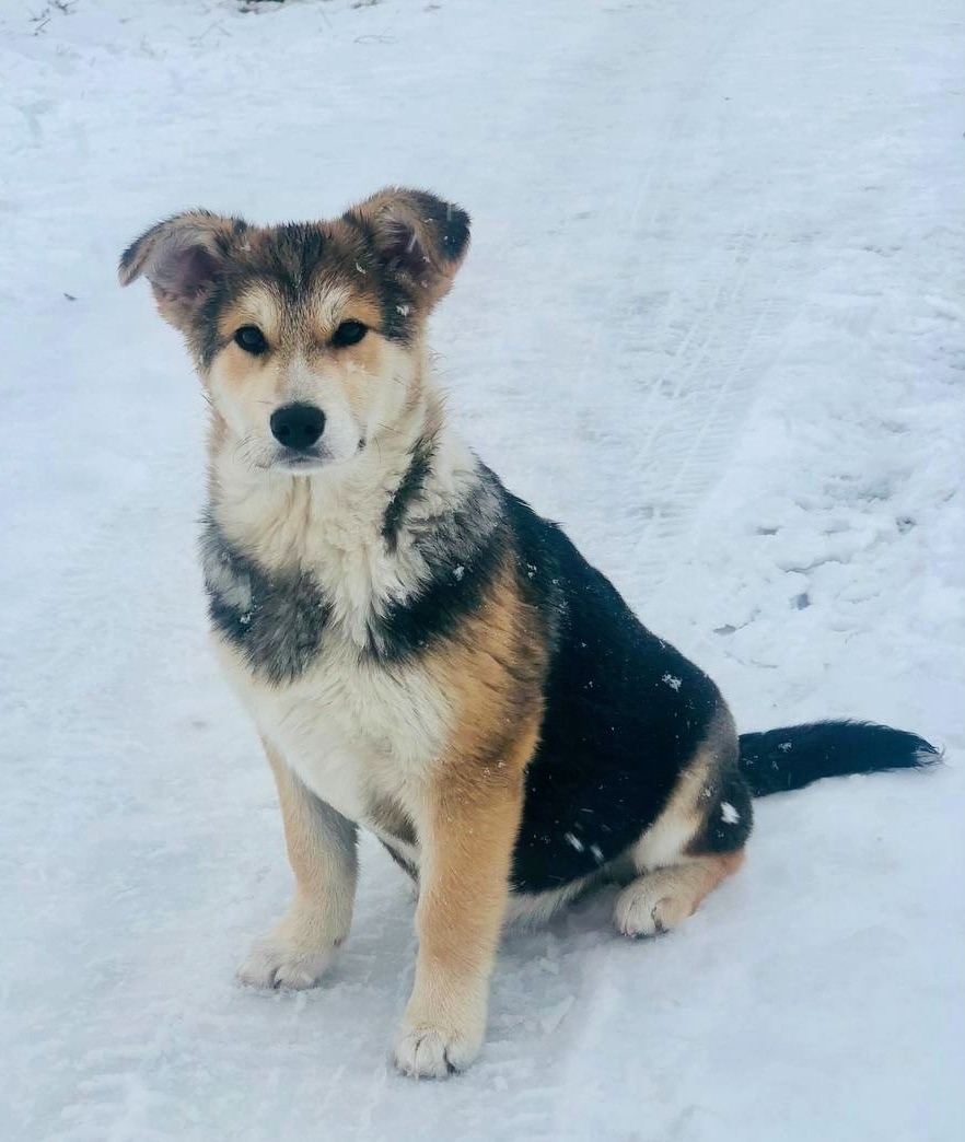 Найдена собака в Балашихе — фото объявления