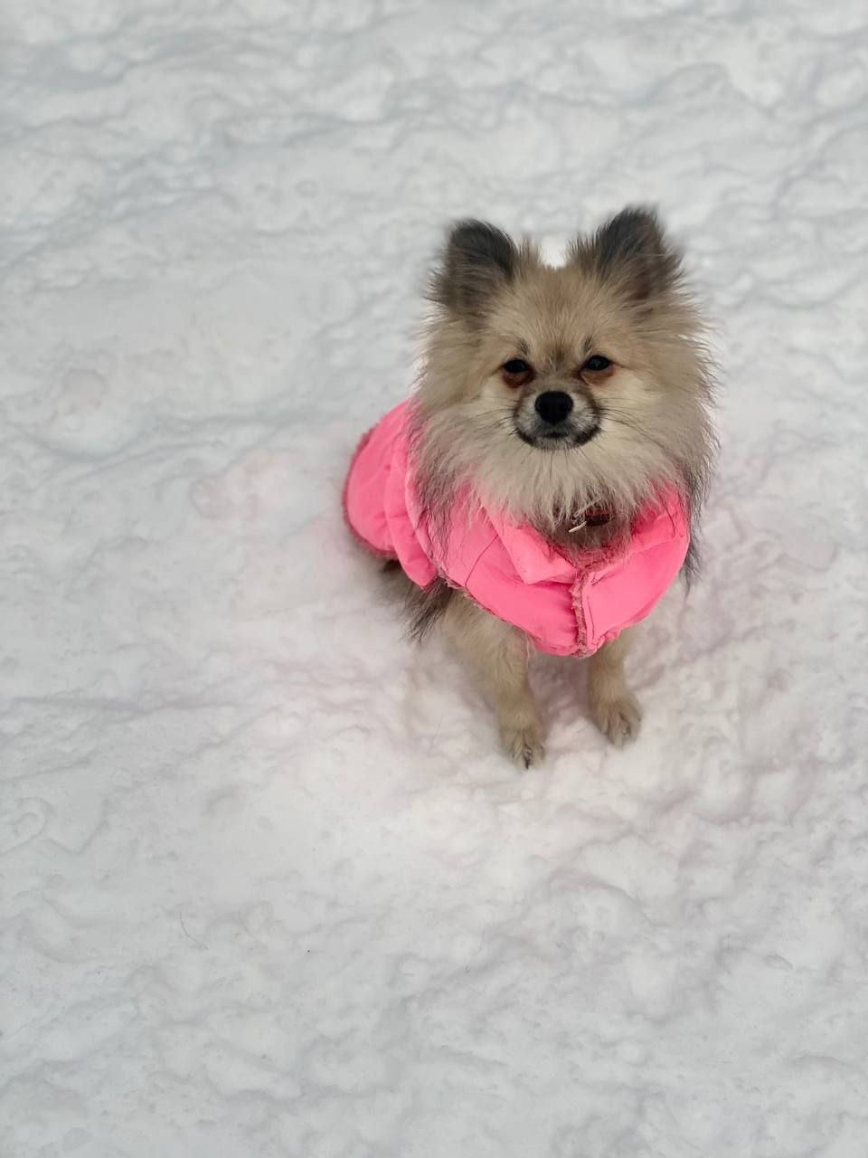 Пропала собака в Балашихе — фото объявления