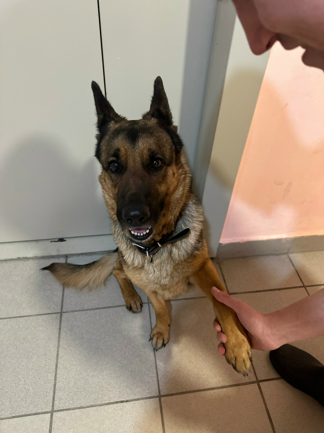 Найдена собака в Балашихе — фото объявления