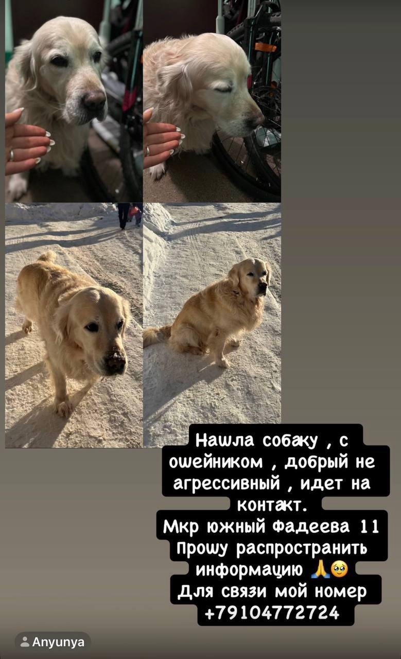 Найдена собака в Балашихе — фото объявления