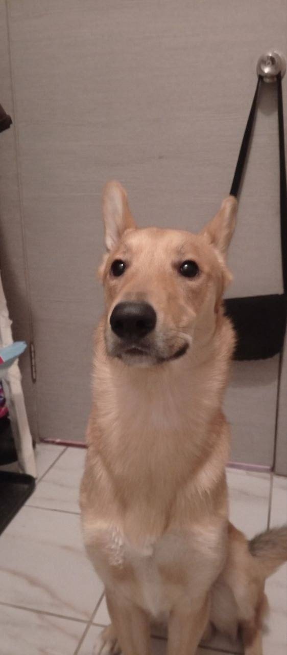 Найдена собака в Балашихе — фото объявления